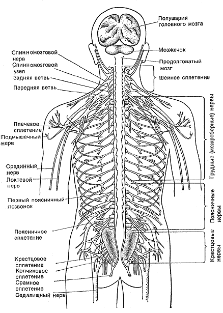 Анатомия пояснично-крестцового сплетения и нервов нижней конечности
