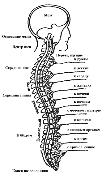 Нервные центры спинного мозга различных органов человеческого тела. П. Брегг. Программа по оздоровлению позвоночника. Позвоночник и нервная система